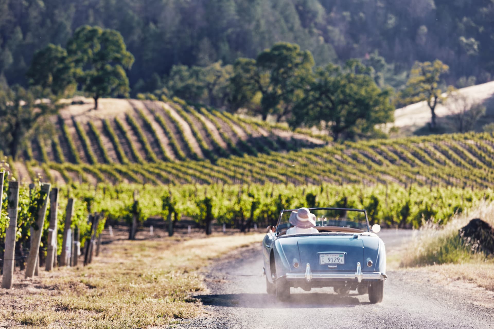Bil mellom vinrankene hos Ehret Winery
